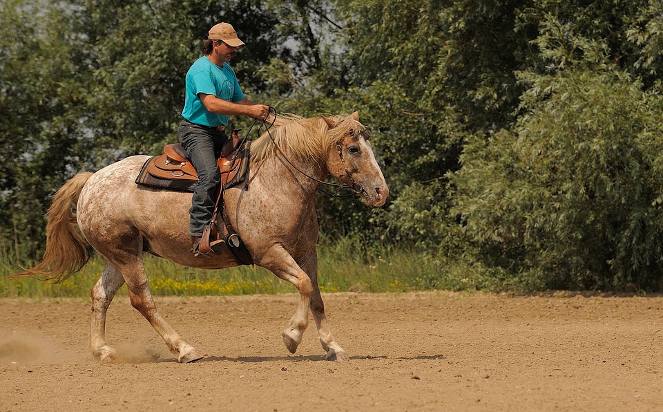 Appaloosa - Great equine