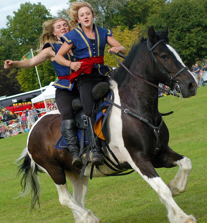 Training horses using the alpha mindset